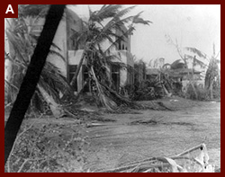 Scene of hurricane damage in Miami, Fla.; fallen palm trees surround large homes. 1926