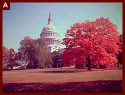 U.S. Capitol exteriors. U.S. Capitol with fall foliage in foreground. ca. 1920-1950