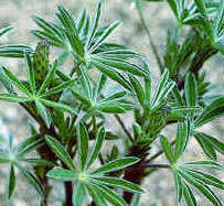 Closeup showing typical circular pattern of lupine leaves.