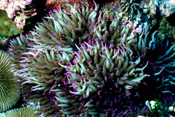 Thousands of marine species, such as this leather anemone at Kingman Reef National Wildlife Refuge, will benefit from the new marine monument designations. Photo credit: James Maragos / USFWS