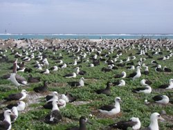 Midway Atoll National Wildlife Refuge hosts the largest albatross colony in the world. Credit: USFWS