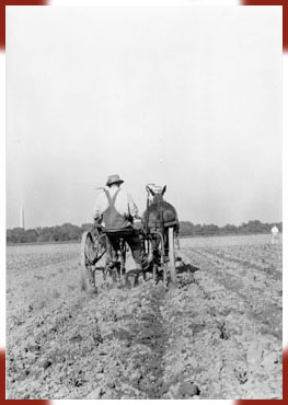 Horse-drawn plow at Arlington Farm
