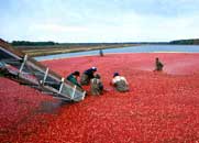Cranberry harvest in New Jersey
