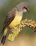Photo: bird with yellow breast, perched on a tall, yellow stalk.