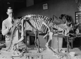 Norman Ross of the division of Paleontology, National Museum, preparing the skeleton of a baby dinosaur some seven or eight million years old for exhibition