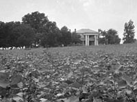 A cotton field and plantation house,
Macon, Georgia