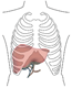 Illustration of liver inside skeletal frame of human body.