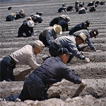 Japanese-American camp, war emergency evacuation, Tule Lake