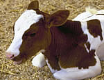 Brown and white calf