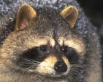 raccoon face