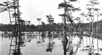 Taxodium [distichum var.] imbricarium in [a] permanent pond, Vernon, Florida