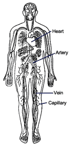 Image of human body showing network of blood vessels.