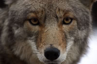 intense look from a coyote
