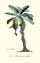 Le Bananier Cultive (Plate 1)