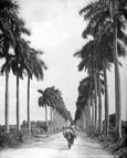 A person riding a burro down a road lined with palm trees.