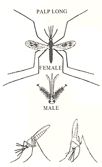Schema of adult Anopheles seen from above, and from the side 9to show typical resting position) 