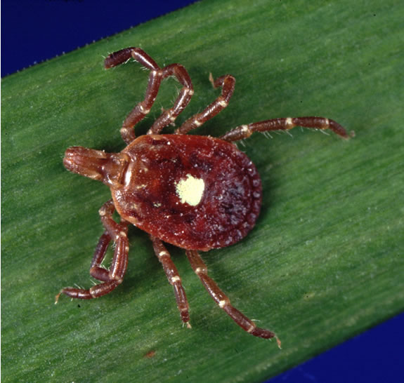 Image: Adult female Amblyomma americanum tick. Note the characteristic “lone star.”