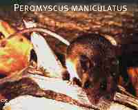 peromyscus maniculatus