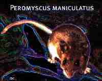Peromyscus maniculatus - neon