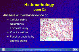 Slide 24: Histopathology Lung (2)