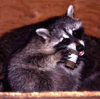 raccoon eating vaccine-laden bait