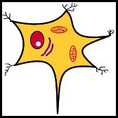 rabies infecting a neuron