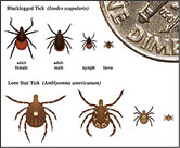 Chart showing the life stages of ticks