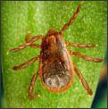 Brown Dog Tick (Rhipicephalus sanguineus)