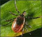Blacklegged tick (Ixodes scapularis)