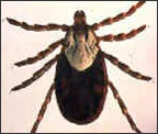 Rocky Mountain wood tick (Dermacentor andersoni)