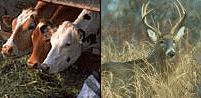 Collage: Cattle at a trough and a buck deer in the wild.
