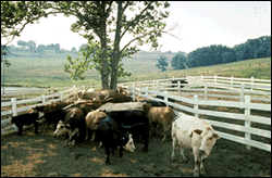Beef cattle grazing