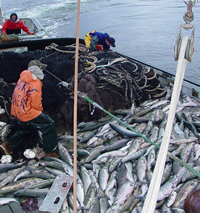 Fishermen and salmon on a seiner's deck