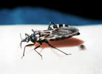 A triatomine bug