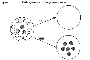 Graphic showing the Pathogensis of Drug Resistance I