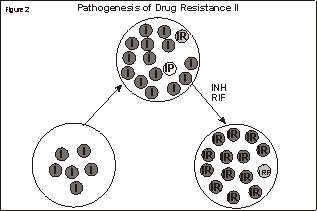 Graphic showing the Pathogensis of Drug Resistance II