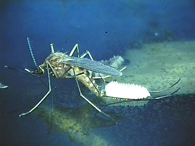 Image: Culex mosquito laying eggs.
