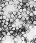 This photomicrograph shows multiple virions of the yellow fever virus at a magnification of 234,000x.