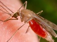 Mosquito biting a human.