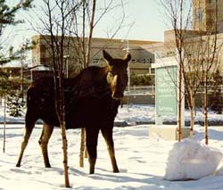Moose in front of AIP building