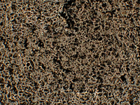 Microscope image of the remains of upholstery foam with carbon nanofiber additives after a burn test.