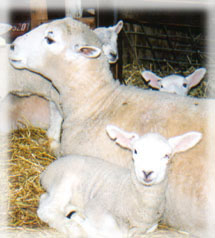 lambs with their mother
