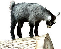 goat on a log