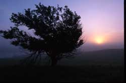 tree at sunset