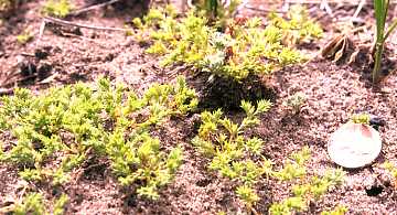 Sagebrush Loeflingia