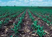 Crop Residue Management