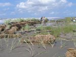 volunteers place sugar cane bales to help restore dunes on Fourchon Beach 