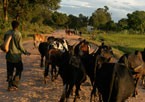 Local boy herds cattle near Antananarivo, Madagascar.