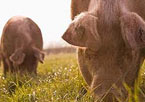 2 pigs grazing in a field.