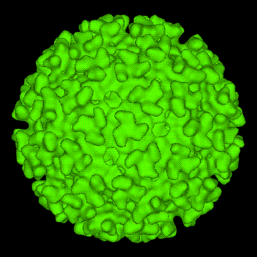 Computer generated model of the surface of an alphavirus